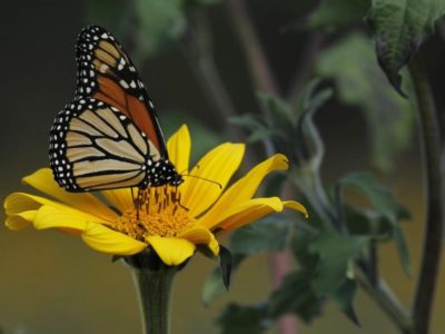 Festival de la Mariposa Monarca